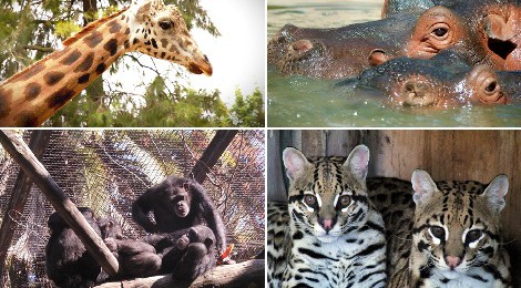 10 mejores lugares para ver animales en semilibertad con niños 2015, Jerez