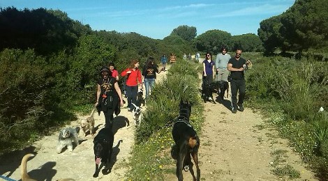 V Ruta de Senderismo Canino de Uprocanes en el Puerto de Santa María 2015
