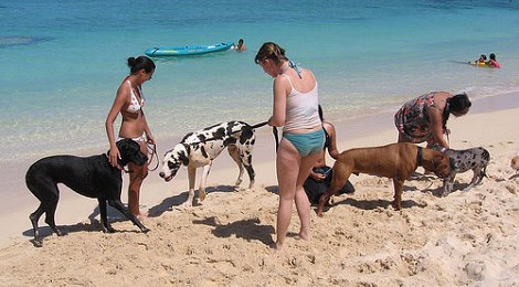 Playa para perros San Fernando